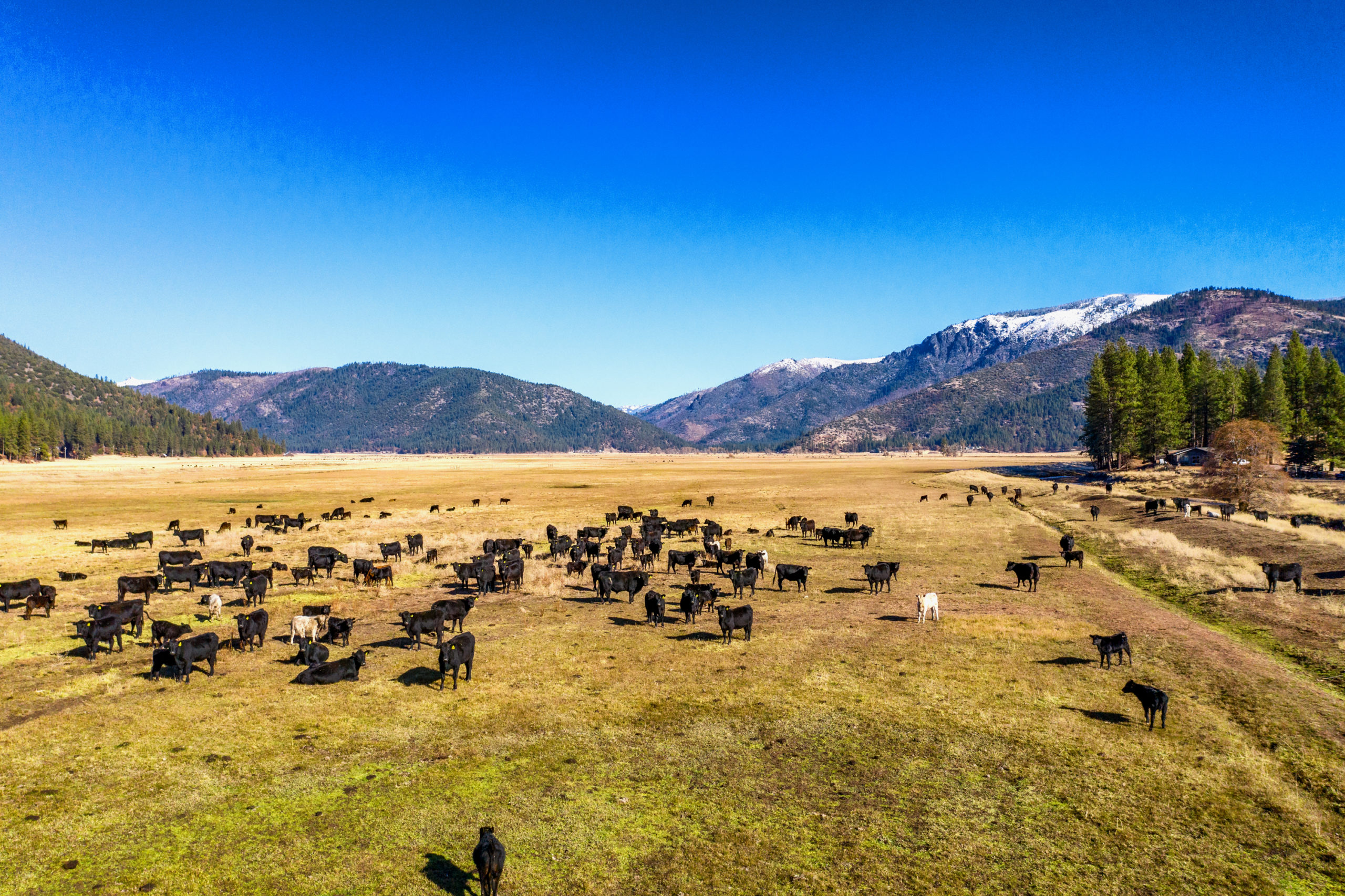 Cattle Ranch Portfolio